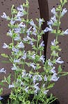 Salvia Finngrove
